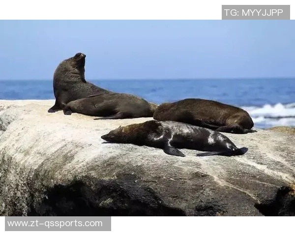 台湾野兽为踢坏辽宁“大门”道歉:做了错误的示范